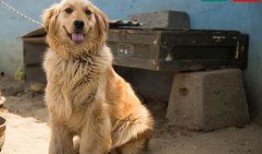 大狗最新爆料新闻,最新爆料新闻背后的真相与内幕